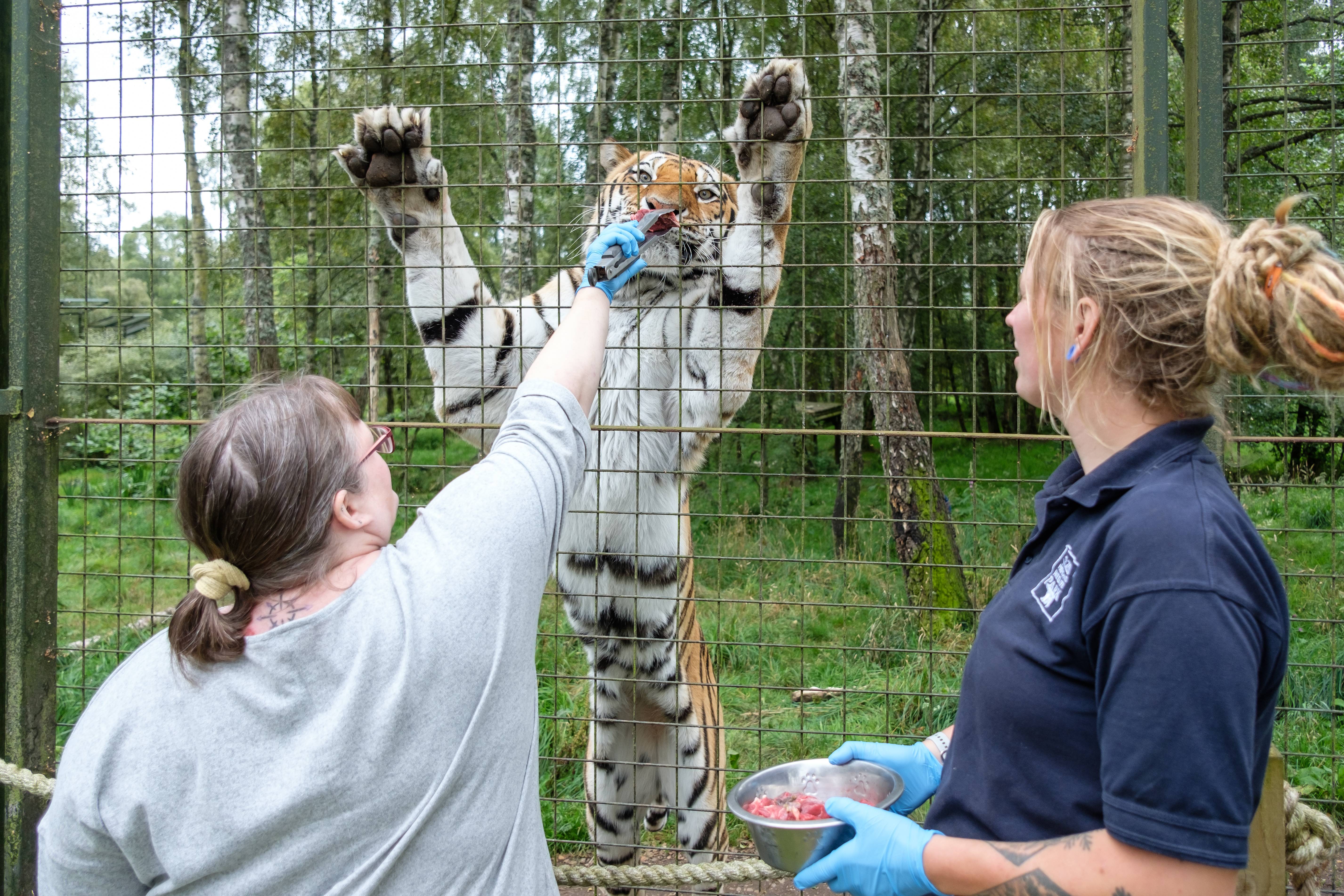 Amur tiger magic moment at Highland Wildlife Park. IMAGE: Robin Mair August 2024